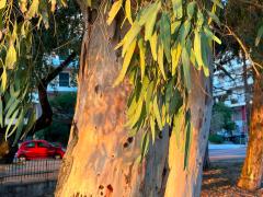 (River Redgum) trunk