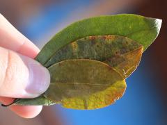 (Coca) leaves