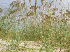 (Seaside Oats) plants