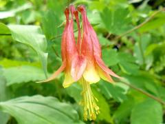 (Wild Columbine)