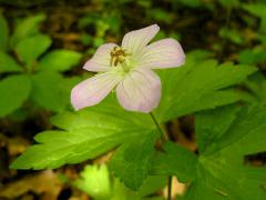 (Wild Geranium)