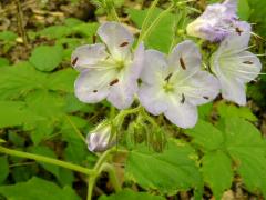 (Great Waterleaf)