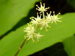 (Feathery False Soloman's Seal) flowers