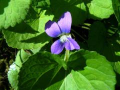 (Common Blue Violet)