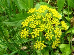 (Golden Alexanders)