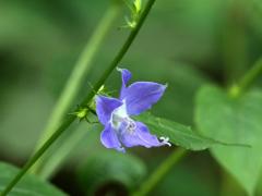 (Tall Bellflower) flower