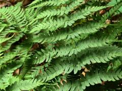 (Marginal Wood Fern)