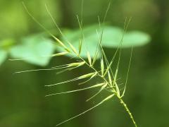 (Bottlebrush Grass)