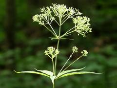 (Purple Joe Pye Weed)