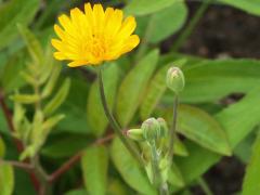 (Two-Flowered Cynthia)