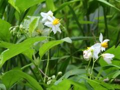 (Horse Nettle)