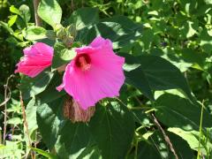 (Swamp Rose Mallow) cultivar