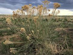 (Rubber Rabbitbrush)