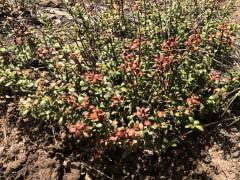 (Keckiella Beardtongue)