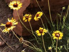 (Blanket Flower)