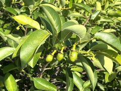 (Pond Apple) fruit