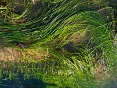 (Torrey's Surfgrass) colony