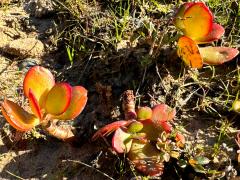 (Jade Plant) saplings