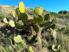 (Chaparral Pricklypear) colony