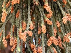 (Giant Sequoia) male cones