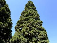 (Giant Sequoia) tree