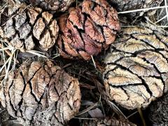 (Coast Redwood) female cones