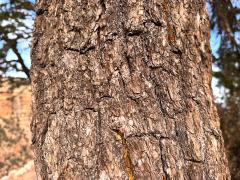 (Colorado Pinyon Pine) trunk