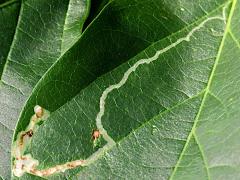 (Poisonous Sea Bean) Phyllocnistis Leafminer Moth upperside mine on Poisonous Sea Bean