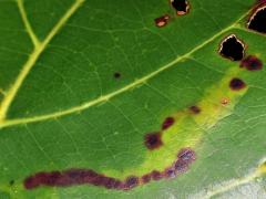 (Sea Almond) Leucochorda Leafminer Moth upperside mine on Sea Almond