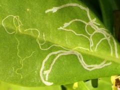 (Beach Naupaka) Ophiomyia scaevolana Leafminer Fly upperside mine on Beach Naupaka