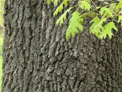 (Black Oak) trunk