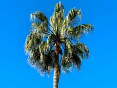 (Mexican Fan Palm) crown