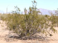 (Creosote Bush) bush