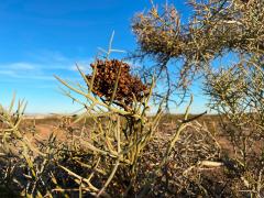 (Emory's Crucifixion-Thorn) branch