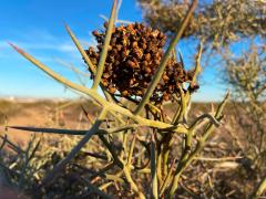 (Emory's Crucifixion-Thorn) fruit