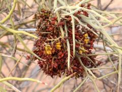 (Emory's Crucifixion-Thorn) fruit