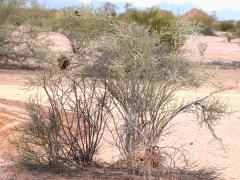 (Emory's Crucifixion-Thorn) tree