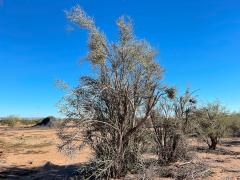 (Emory's Crucifixion-Thorn) male