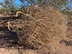 (Tumbleweed) ball