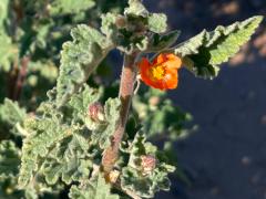 (Desert Globemallow) flower