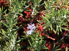 (Rosemary) leaves