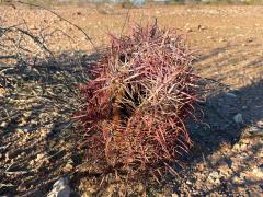 (California Barrel Cactus)